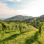 ReisenAktuell Urlaubsregion Deutsche Weinstraße