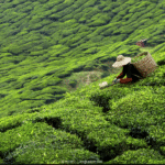 ReisenAktuell Rundreise China Laos Thailand Teeplantage