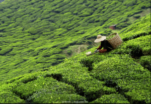 ReisenAktuell Rundreise China Laos Thailand Teeplantage
