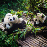 ReisenAktuell Rundreise China Panda Chengdu