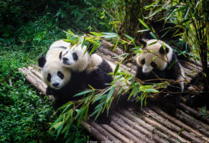 ReisenAktuell Rundreise China Panda Chengdu