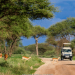 ReisenAktuell Tansania Safari