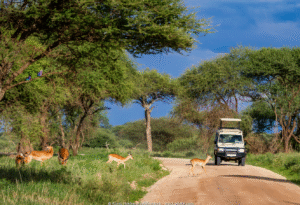 ReisenAktuell Tansania Safari