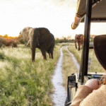 Trendtours Südafrika 2026 Elefanten