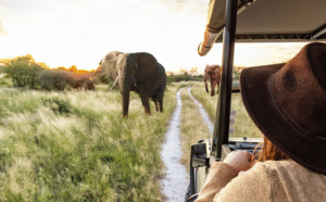 Trendtours Südafrika 2026 Elefanten