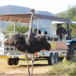 Trendtours Südafrika 2026 Straußenfarm