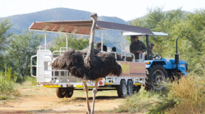 Trendtours Südafrika 2026 Straußenfarm