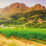 Trendtours Südafrika 2026 Weinland