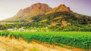 Trendtours Südafrika 2026 Weinland