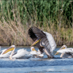 Reisen Aktuell Arielle Queen Donaupanorama Donaudelta Reisen Aktuell Arielle Queen Donaupanorama Donaudelta