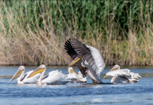 Reisen Aktuell Arielle Queen Donaupanorama Donaudelta