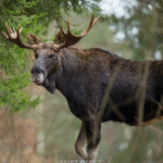Reisen Aktuell Kanada Rundreise Elch