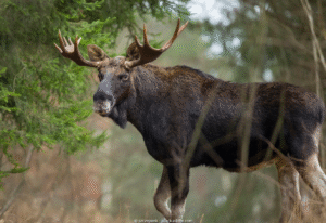 Reisen Aktuell Kanada Rundreise Elch