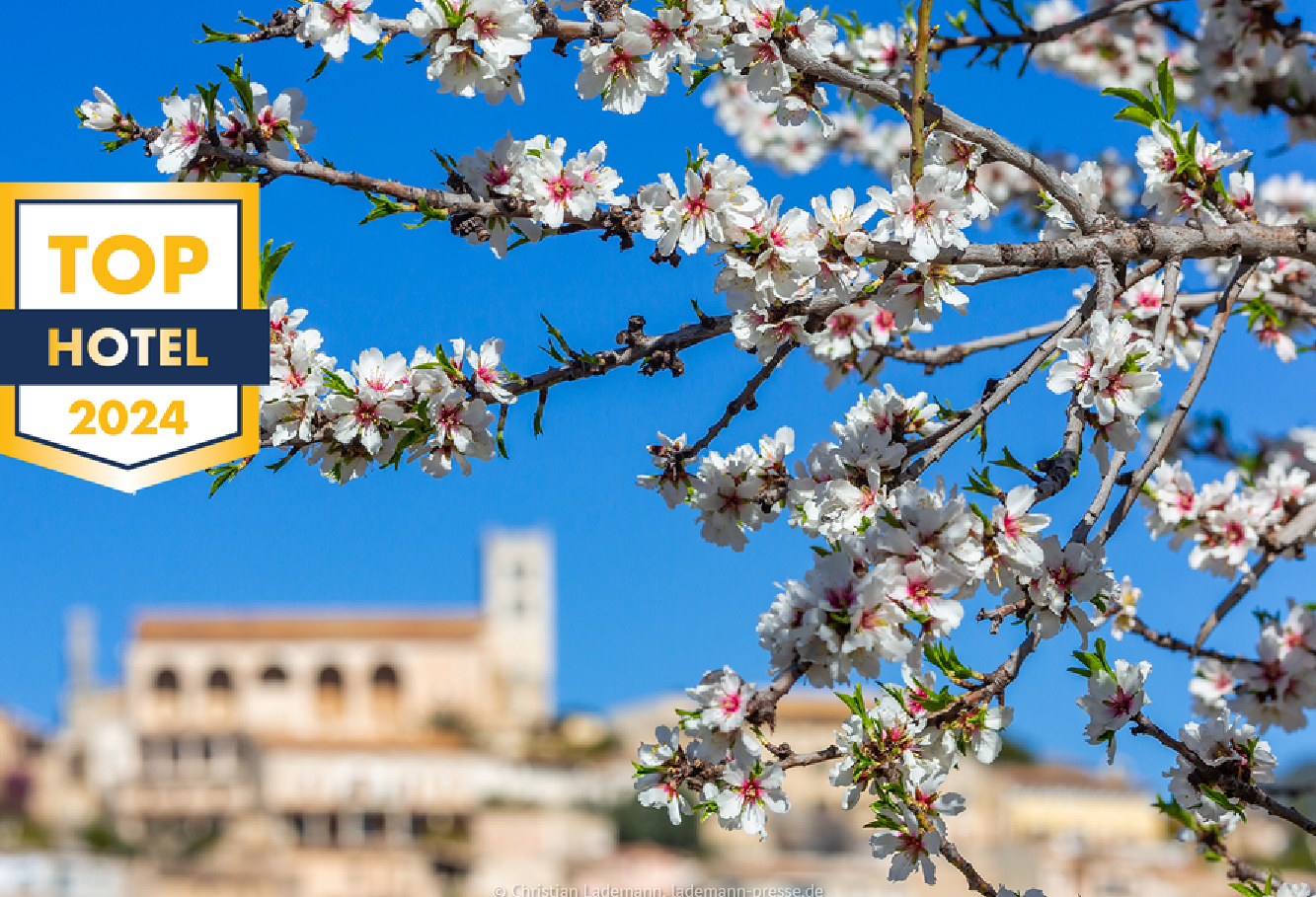 Reisen Aktuell Mallorca Mandelblüte