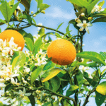 Reisen Aktuell Mallorca Mandelblüte Frühlingserwachen