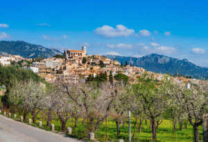 Reisen Aktuell Mallorca Mandelblüte Mandelbäume
