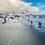 Reisen Aktuell Nordsee Ostfriesland Hotel Atlantik Juist Nordsee1