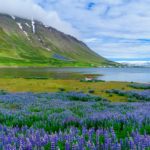 Berge Und Meer Island Isafjördur