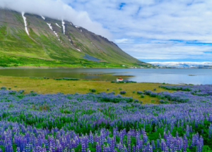 Berge Und Meer Island Isafjördur