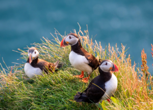 Berge Und Meer Island Papageientaucher
