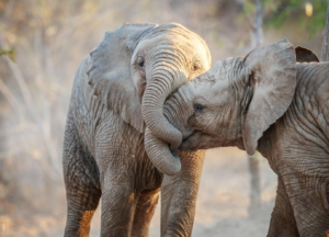 Berge Und Meer Südafrika MSC Armonia Krüger Nationalpark