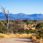 Berge Und Meer Südafrika MSC Armonia Krügerpark