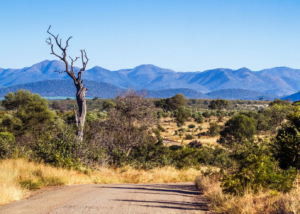 Berge Und Meer Südafrika MSC Armonia Krügerpark
