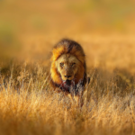 Berge Und Meer Südafrika MSC Armonia Löwe