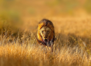 Berge Und Meer Südafrika MSC Armonia Löwe
