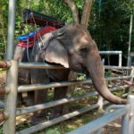 Koh Samui Tarnim Magic Garden