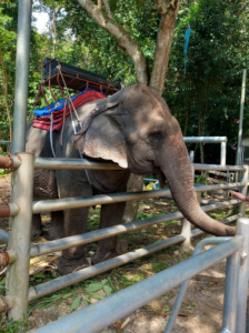 Koh Samui Tarnim Magic Garden