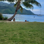Moorea Grasstrand