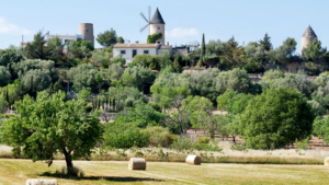 Trendtours Mallorca Mit Dem Ebike Windmühle