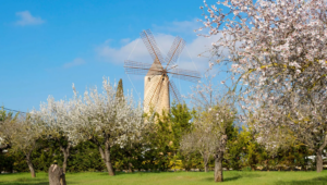 Trendtours Mallorca Mit Dem Ebike Windmühle Bei Santa Maria Del Cami