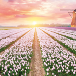 Trendtours Rhein Ins Blütenmeer