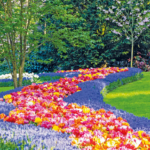 Trendtours Rhein Ins BlütenmeerKeukenhof