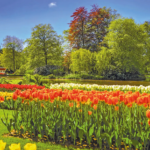 Trendtours Rhein Ins Blütenmeer Tulpenmeer Im Keukenhof