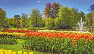 Trendtours Rhein Ins Blütenmeer Tulpenmeer Im Keukenhof