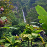 Vegetation In Papeete