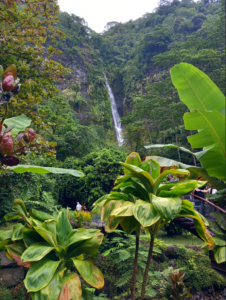 Vegetation In Papeete