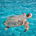 ReisenAktuell Zakynthos Bootstour Meeresschilkröte Beispiel