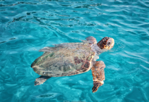 ReisenAktuell Zakynthos Bootstour Meeresschilkröte Beispiel