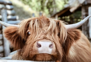 ReisenAktuell Schottland Highland Rind