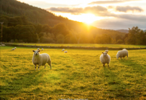 ReisenAktuell Schottland Schafe