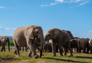 ReisenAktuell Südafrika Kleingruppe Addo Elephant Park