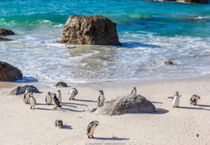 ReisenAktuell Südafrika Kleingruppe Boulders Beach